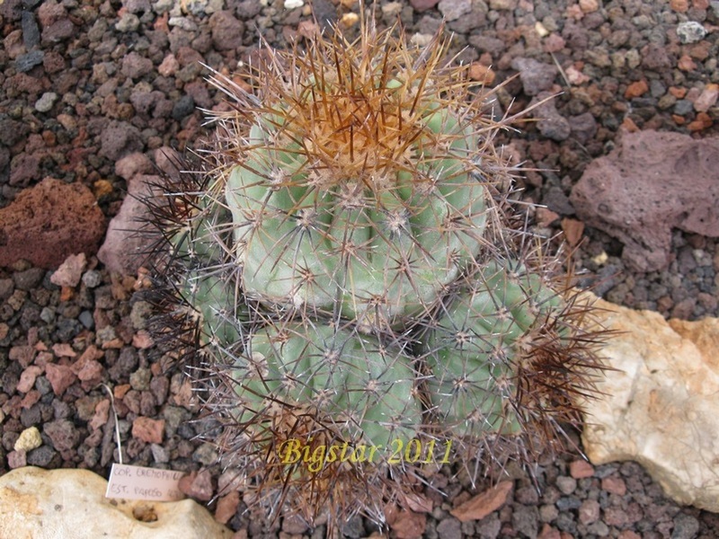 Copiapoa eremophila 