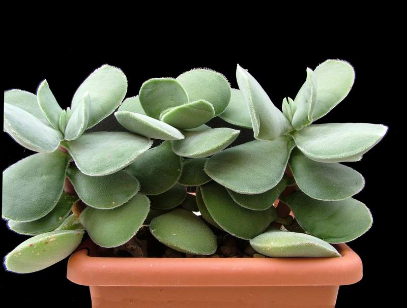 crassula undulata