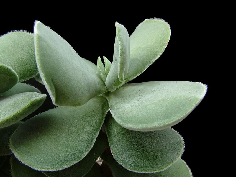 Crassula undulata 