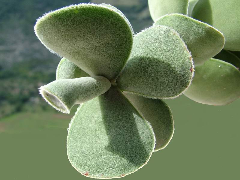 Crassula undulata 