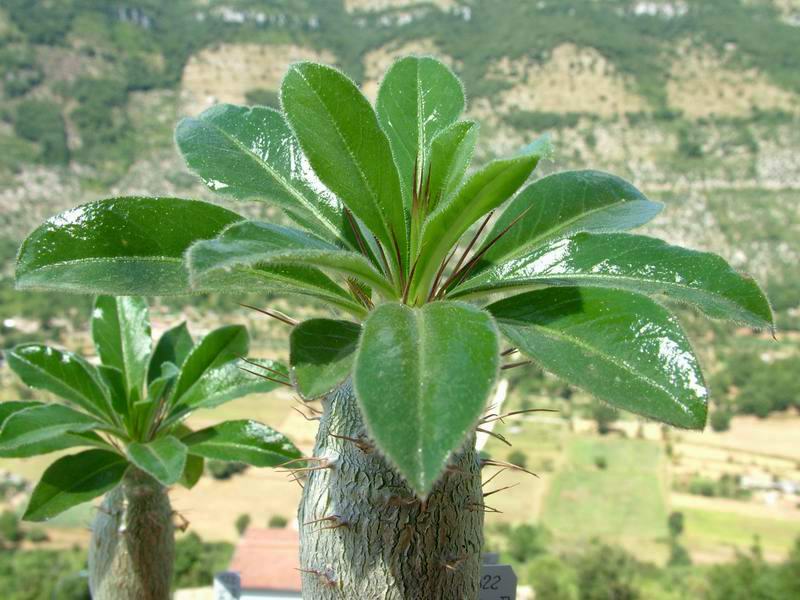 Pachypodium saundersii 