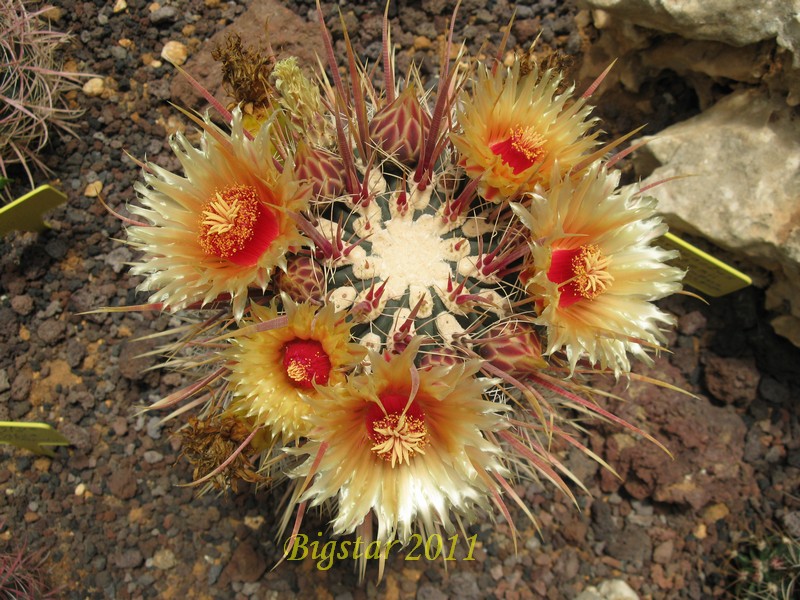 Ferocactus gatesii 