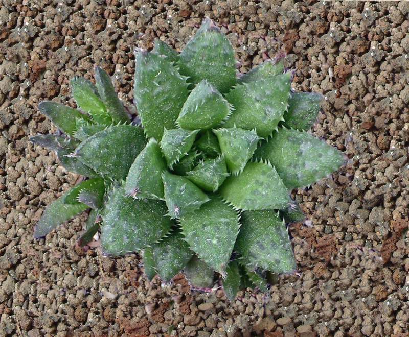 Haworthia turgida 