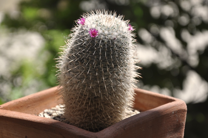 Mammillaria albata Rog 36