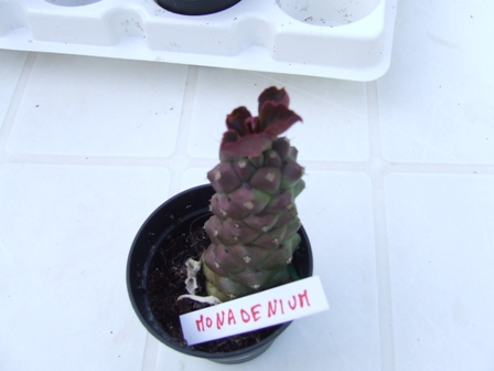 Monadenium richei 