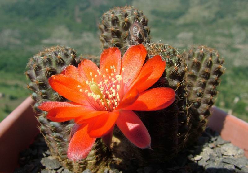 Rebutia pygmaea 