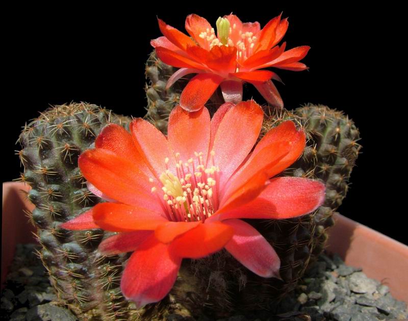 Rebutia pygmaea 