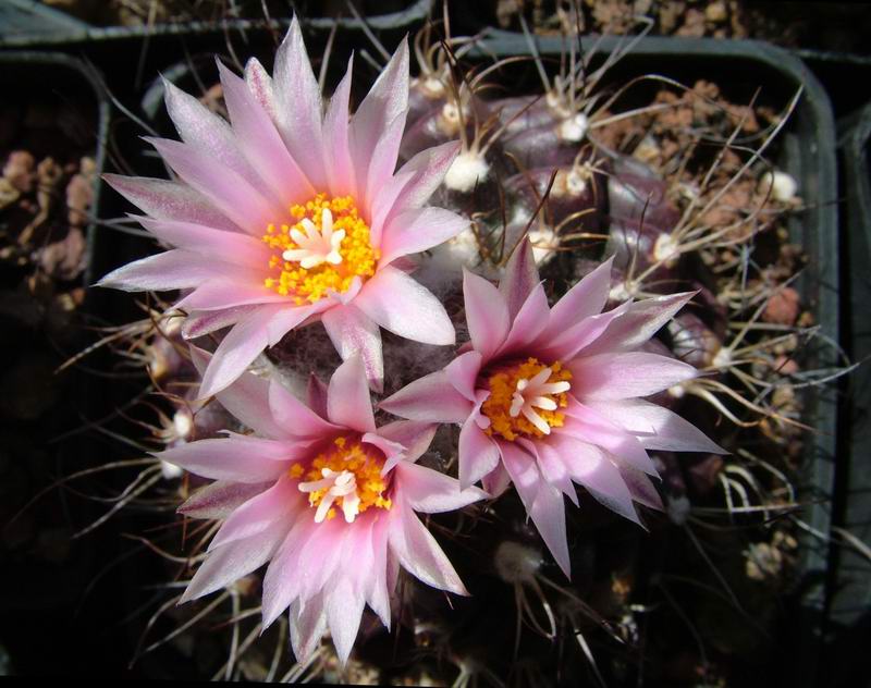 Turbinicarpus laui 