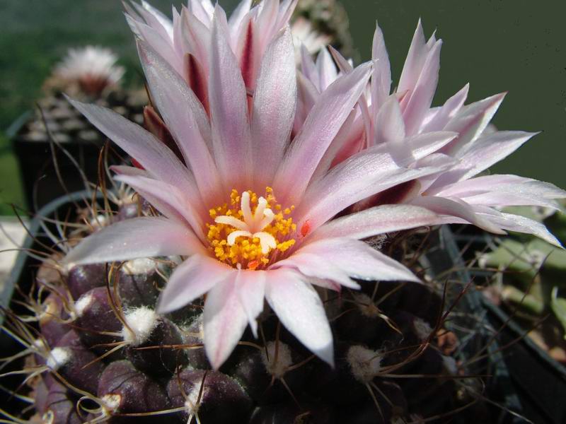 Turbinicarpus laui 