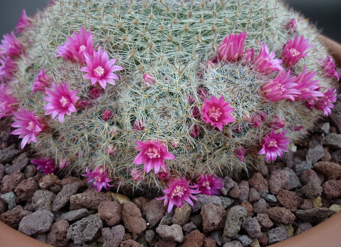 Mammillaria hahniana 