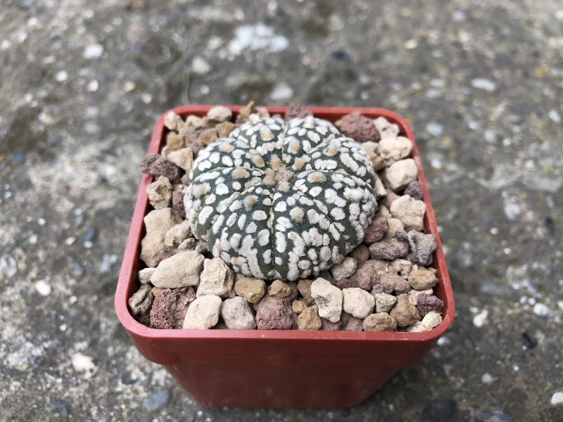 Astrophytum asterias cv. super kabuto 