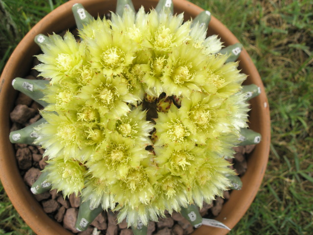 Ferocactus glaucescens v. inermis 