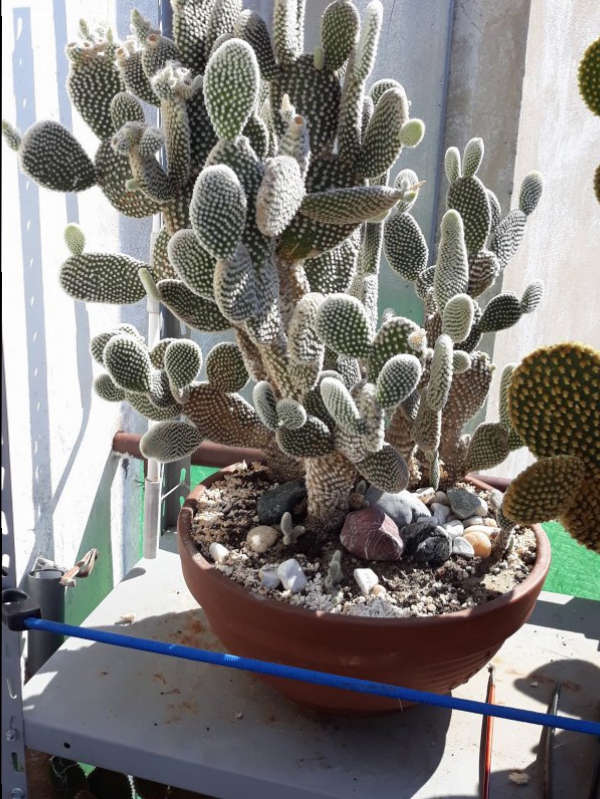 opuntia microdasys v. albispina