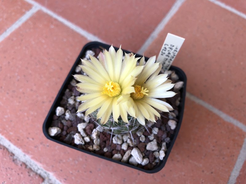 Coryphantha delaetiana L1230