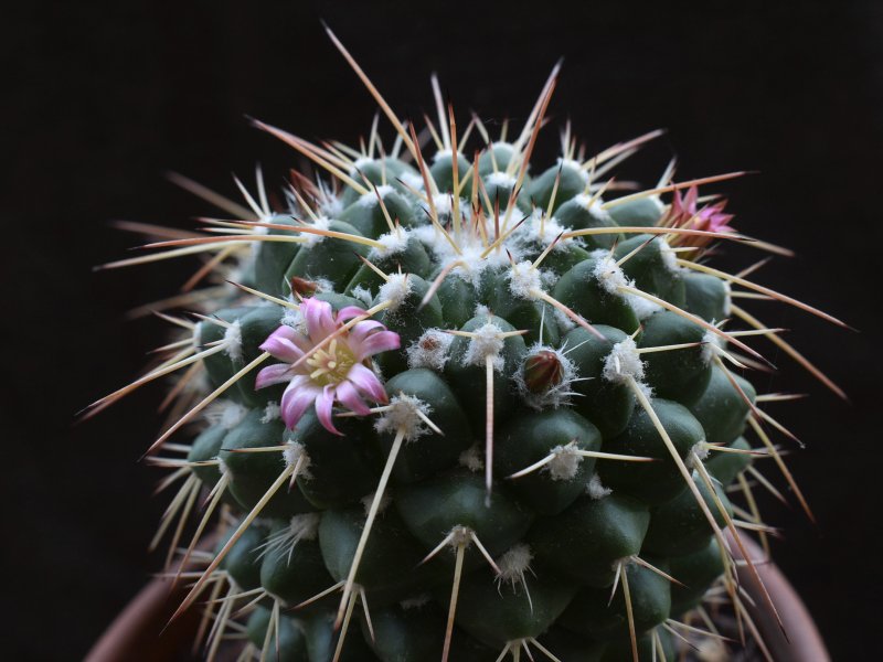 Mammillaria bernalensis 