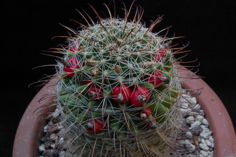 Mammillaria mainiae 