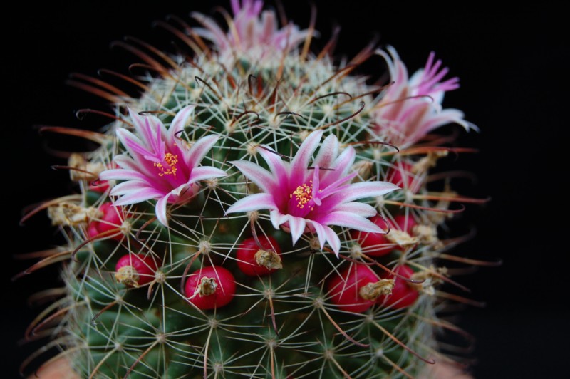 Mammillaria mainiae 