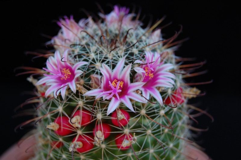 Mammillaria mainiae 