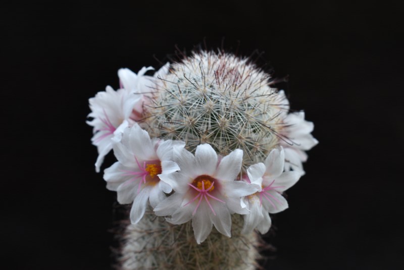 Mammillaria albicans LAU 34