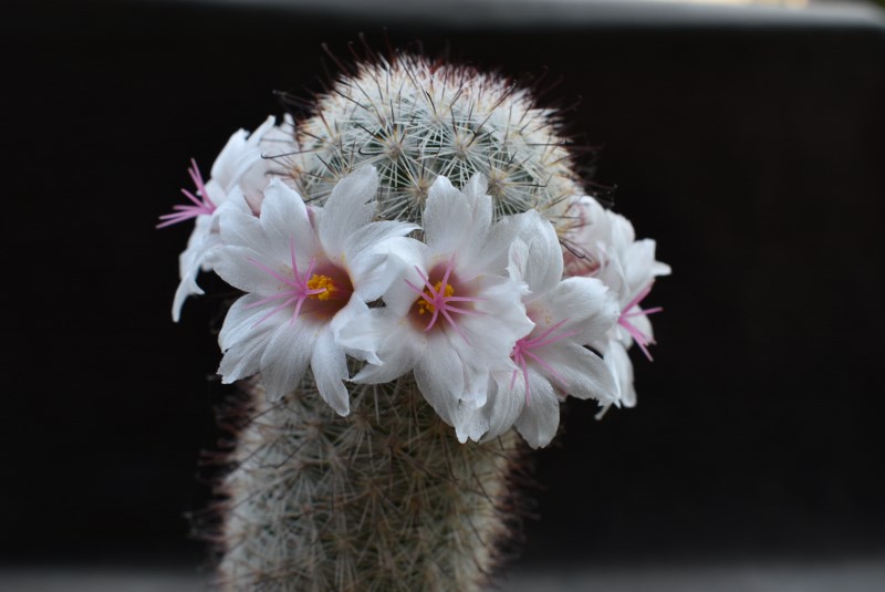 Mammillaria albicans LAU 34