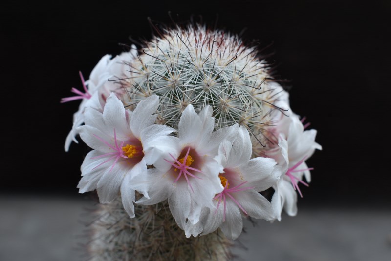 Mammillaria albicans LAU 34