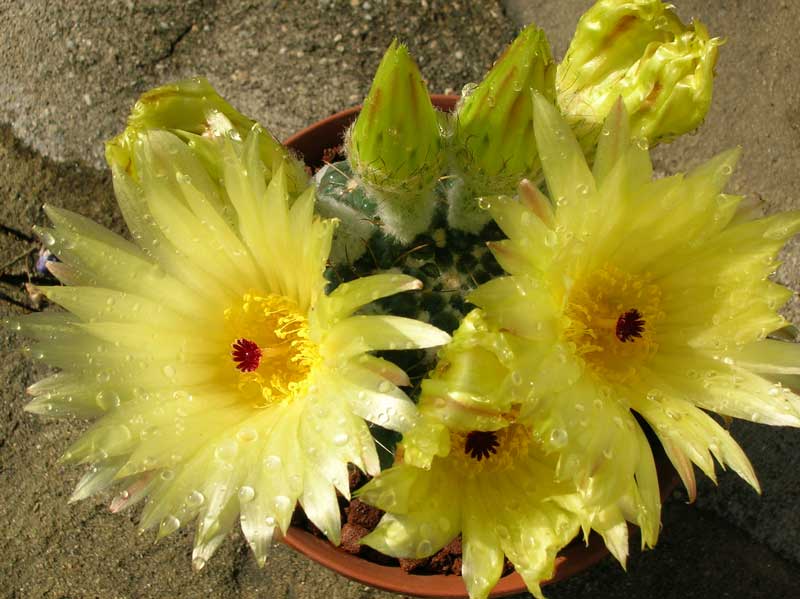 Parodia werneri 