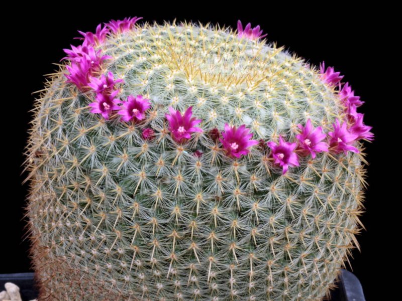 Mammillaria muehlenpfordtii 