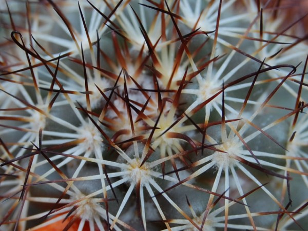 Mammillaria schumannii 