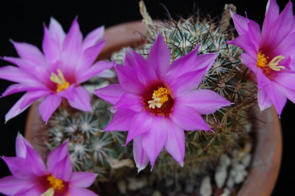 Mammillaria schumannii 