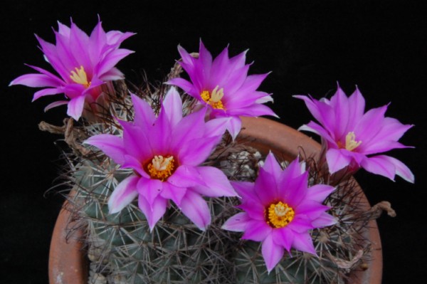 Mammillaria schumannii 