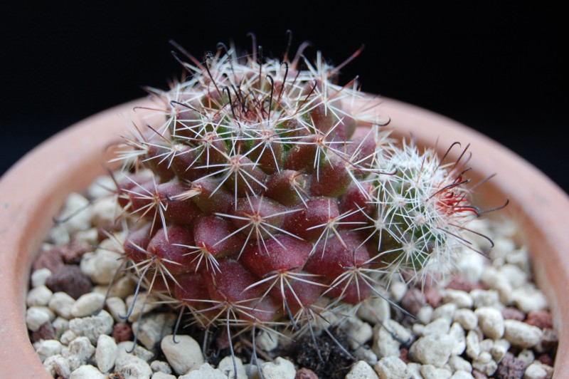 Mammillaria beneckei 