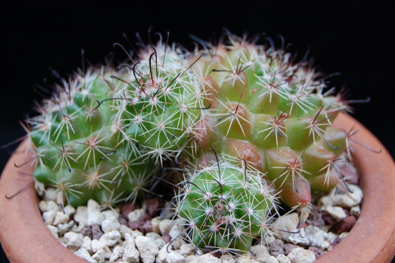 Mammillaria beneckei 