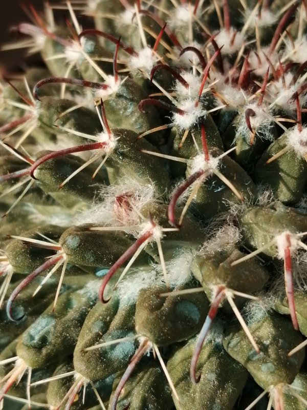 Mammillaria uncinata  