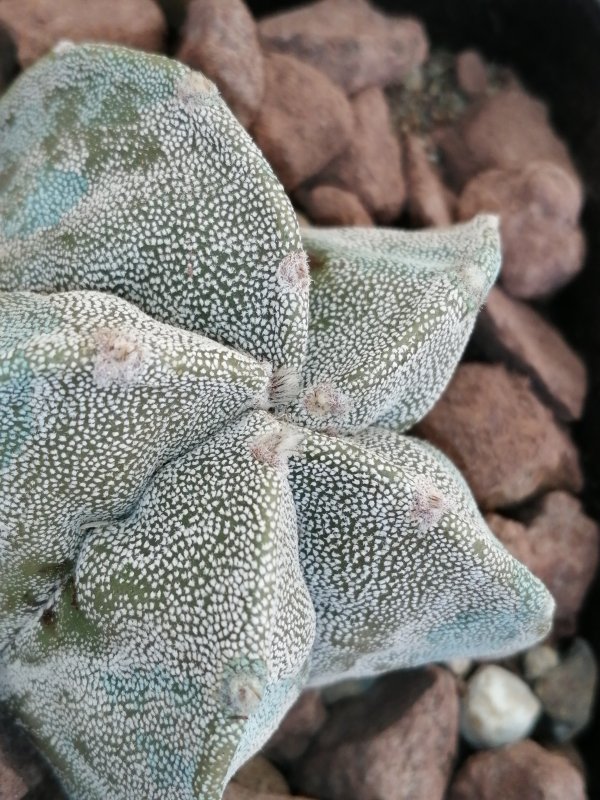 Astrophytum myriostigma  