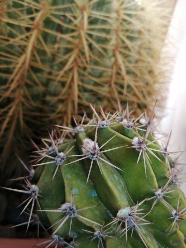 Echinopsis oxygona (ne ho altri 3 in bocciolo)  