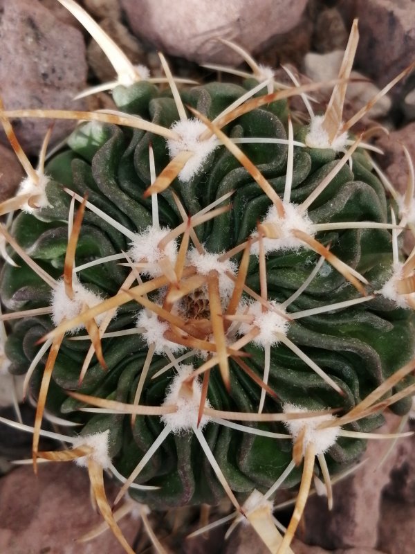 Echinofossulocactus kellerianus  