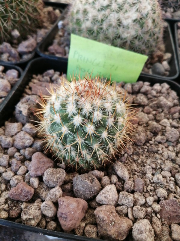 Mammillaria pringleyi  