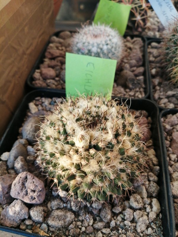 Mammillaria eichlaii  