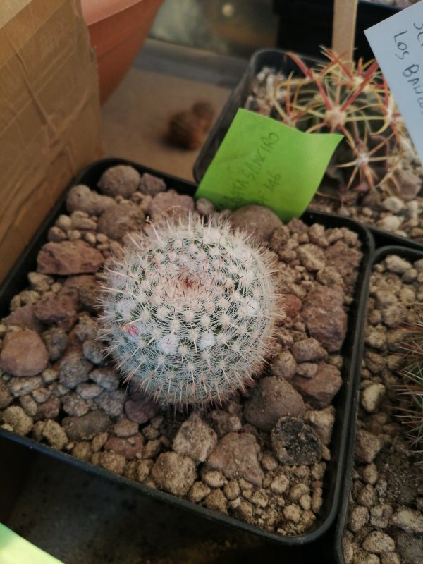 Mammillaria albata sanciro  