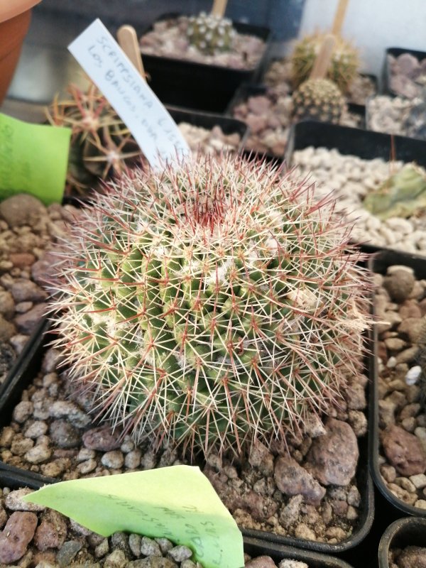 Mammillaria scrippsiana  