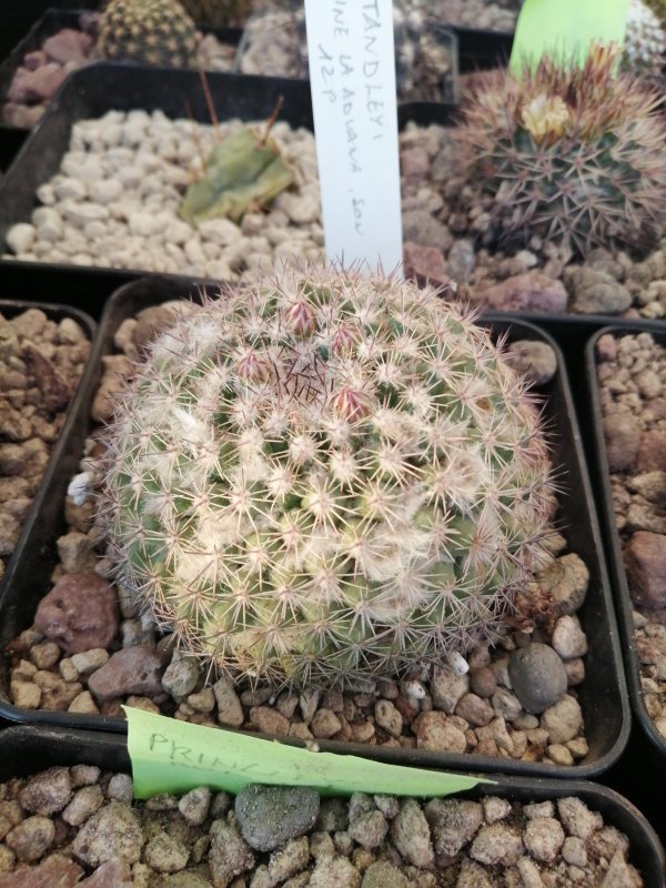 Mammillaria standleyi  