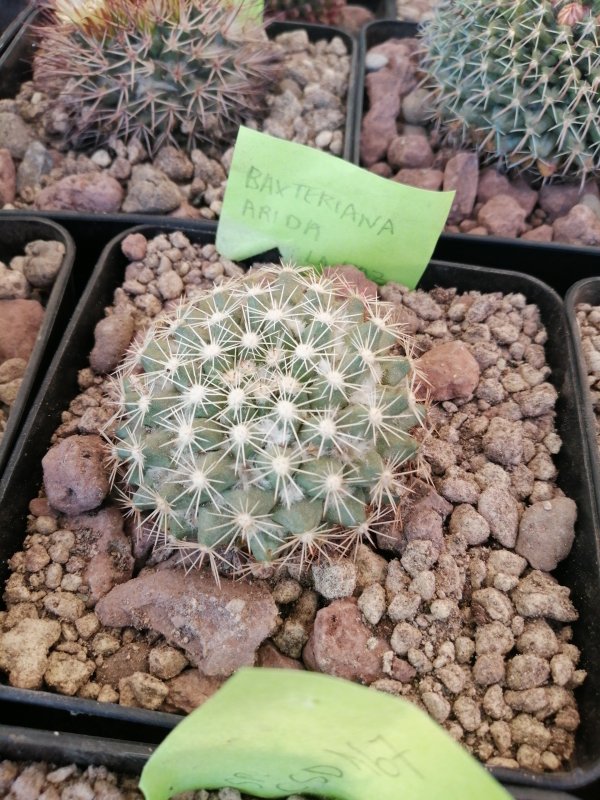 Mammillaria baxteriana arida  