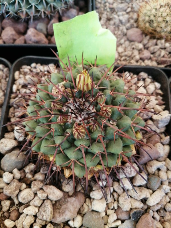 Mammillaria gigantea  