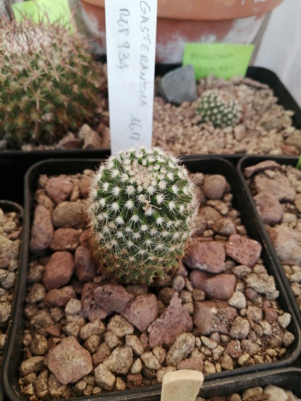 Mammillaria gasterantha  