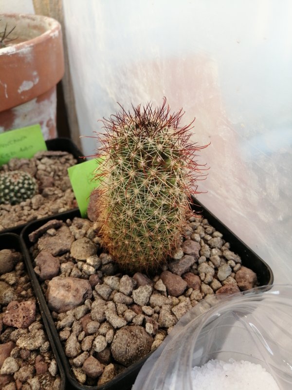 Mammillaria armillata  