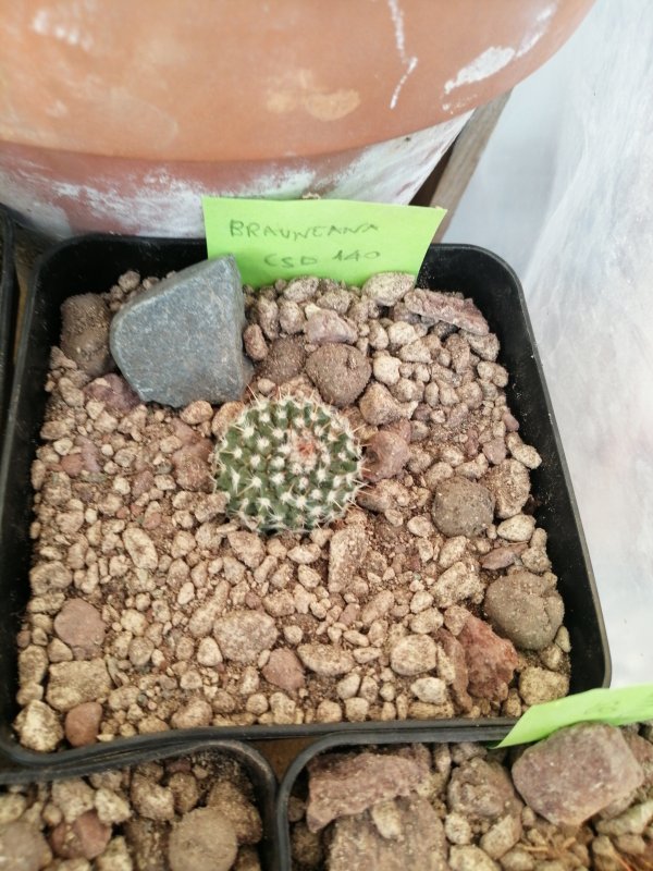 Mammillaria brauneana  