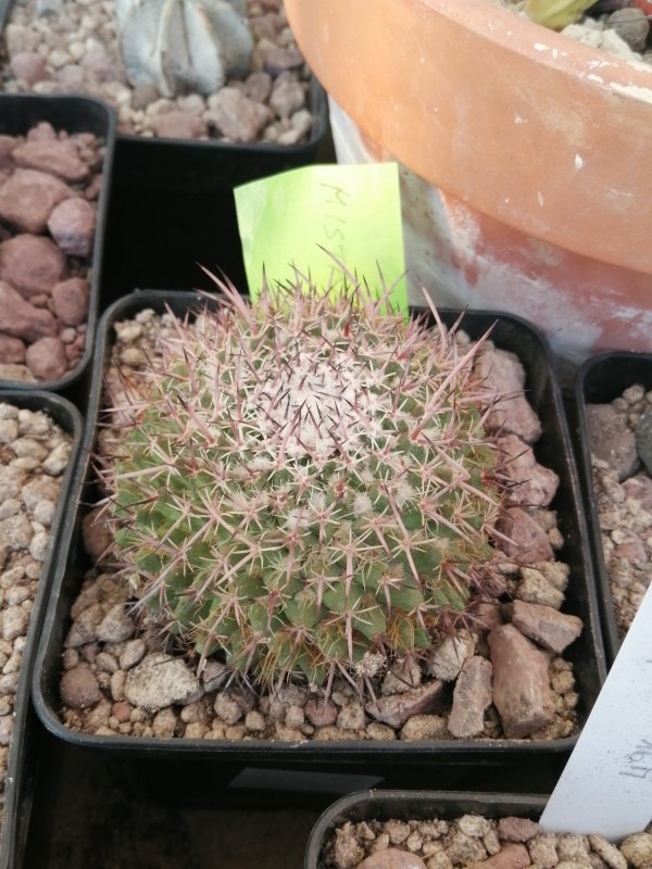 Mammillaria mystax  