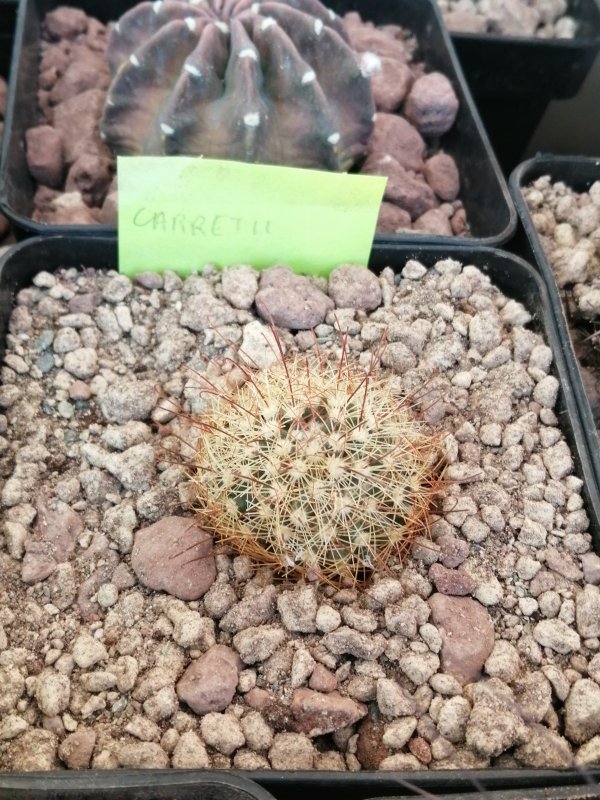 Mammillaria carretii  