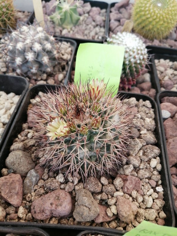 Mammillaria bocensis  