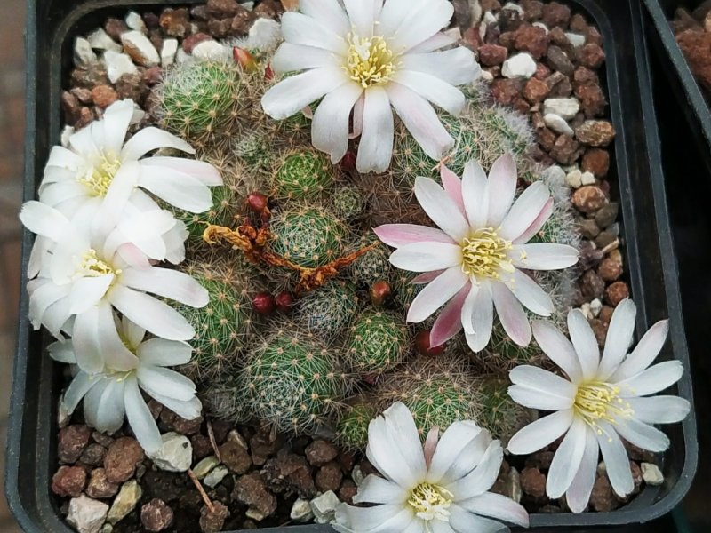 rebutia albiflora